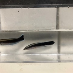 沖縄県産ホンソメワケベラ
