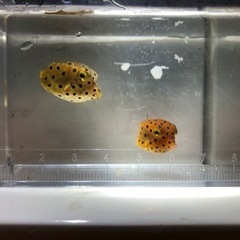 沖縄県産ミナミハコフグ2匹の画像