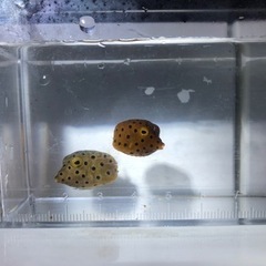 沖縄県産ミナミハコフグ2匹の画像