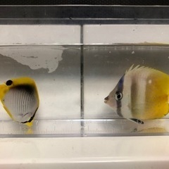 沖縄県産チョウチョウウオ2種の画像