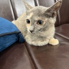 トライアル決定！珍しいパステルサビと黒猫の仲良しさんの画像