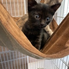 トライアル決定！珍しいパステルサビと黒猫の仲良しさん − 大阪府