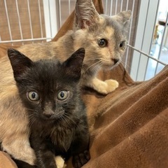 トライアル決定！珍しいパステルサビと黒猫の仲良しさん - 里親募集