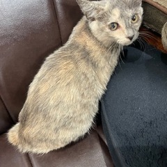 トライアル決定！珍しいパステルサビと黒猫の仲良しさん - 猫