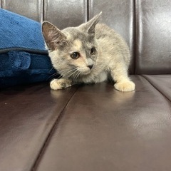 トライアル決定！珍しいパステルサビと黒猫の仲良しさん - 阪南市