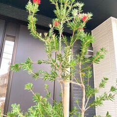 【中低木】ブラシノキ（樹高2-3m）の画像