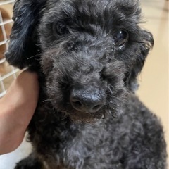 交渉中　トイプードル　控えめな優しい子です。