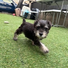 【飼い主様決まりました】Mシュナウザーののあくん🪄