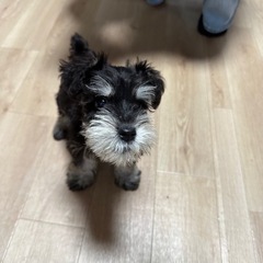 【飼い主様決まりました】Mシュナウザーのグレイくん🐾