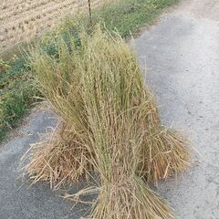 稲藁あります