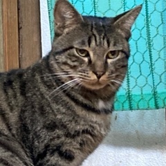 ニャン太郎