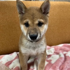 豆柴男の子里親さん募集中