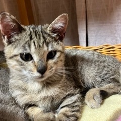 温かいご家庭に迎えてあげて下さい
