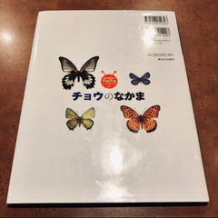 チョウのなかまの画像