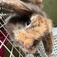 うさぎ　ライオンラビット🐇