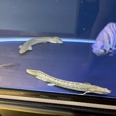 ポリプテルス ラプラティ