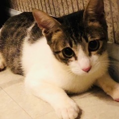 奇跡の子猫ちゃん姉妹！