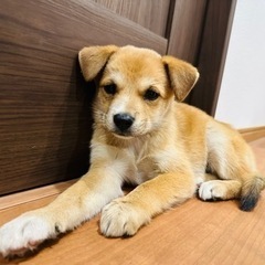 【決まりました】保護 メスの子犬