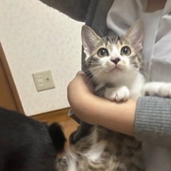 生後2ヶ月半の男の子まめたくん