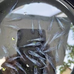 SALE!!格安メダカ！！