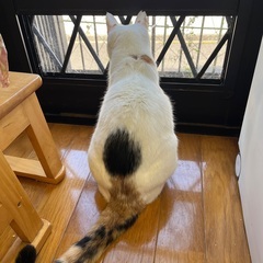 多頭崩壊レスキュー猫アイちゃん - 猫