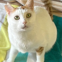 ふっくらもっちり　もち吉君