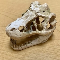 ★ 水槽のオーナメント 恐竜 化石 頭 ★