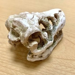 ★ 水槽のオーナメント 恐竜 化石 頭 ★の画像
