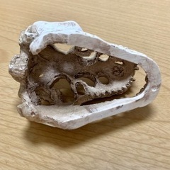 ★ 水槽のオーナメント 恐竜 化石 頭 ★の画像