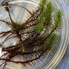 苔（コケ）交換or譲ってください。