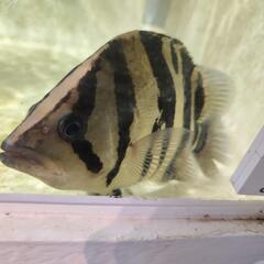 熱帯魚