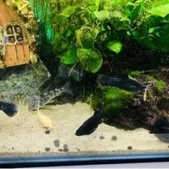 【終了】ブラックモーリーの稚魚・幼魚　10匹の画像