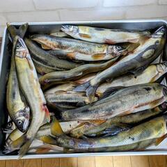 【売約済み】天然鮎（10匹）