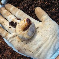 カブトムシ好きの方必見！国産カブトムシの幼虫販売【問い合わせ多数】の画像