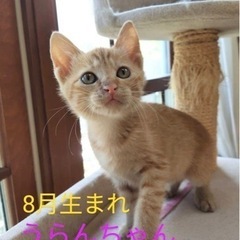 可愛い4兄妹（うらんちゃん）【譲渡会参加】