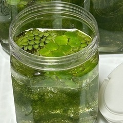 6️⃣めだか飼育3点セット①メダカ🐠幼魚〜成魚(10匹)②浮き草③容器 🎁レッドラムズホーンの画像