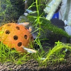 6️⃣めだか飼育3点セット①メダカ🐠幼魚〜成魚(10匹)②浮き草③容器 🎁レッドラムズホーンの画像