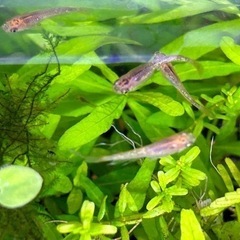 6️⃣めだか飼育3点セット①メダカ🐠幼魚〜成魚(10匹)②浮き草③容器 🎁レッドラムズホーンの画像