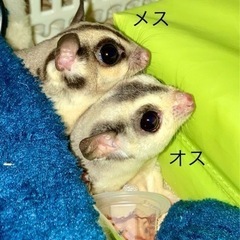 フクロモモンガ夫婦