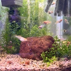 6️⃣めだか飼育3点セット①メダカ🐠幼魚〜成魚(10匹)②浮き草③容器 🎁レッドラムズホーンの画像