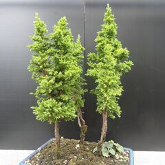 八房杉販売5品