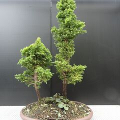 八房杉販売5品の画像