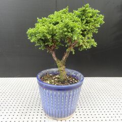 八房杉販売5品の画像