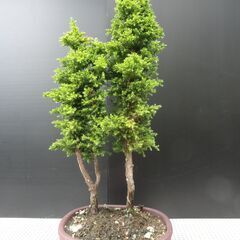 八房杉販売5品の画像