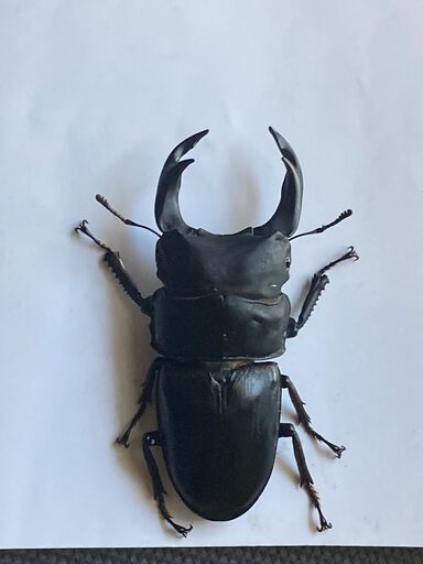 国産オオクワガタ③