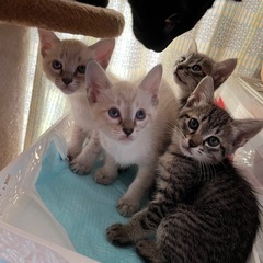 生後7週間の子猫