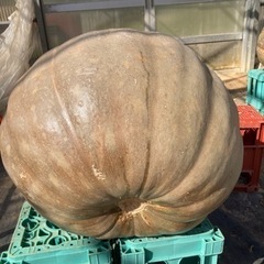 ハロウィンカボチャ　ジャンボカボチャ