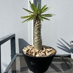 塊根植物・パキポディウムグラキリス
