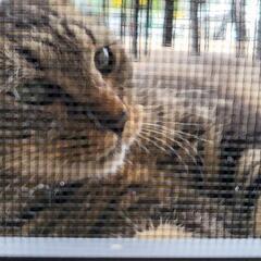 譲渡先が決まりました