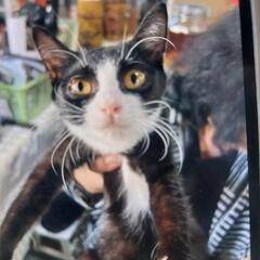 子猫の里親をさがしています。